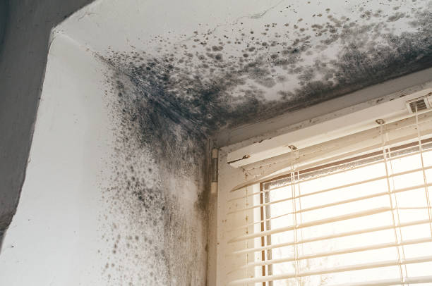 Affordable Mold Remediation solutions in Youngsville, NC